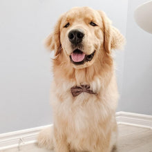 Load image into Gallery viewer, you grow girl bow tie