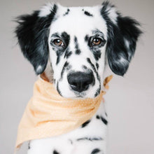 Load image into Gallery viewer, sunshine