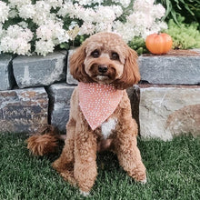 Load image into Gallery viewer, harvest