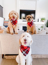 Load image into Gallery viewer, apple cider