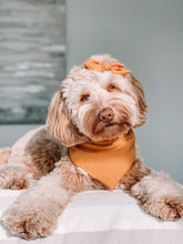 Load image into Gallery viewer, golden hour