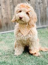 Load image into Gallery viewer, main squeeze bow