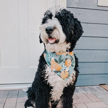 Load image into Gallery viewer, orange you glad to see me